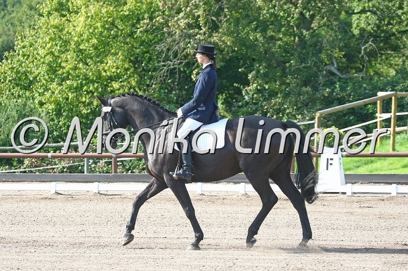 009M0255_Understatement_Dressur A.JPG